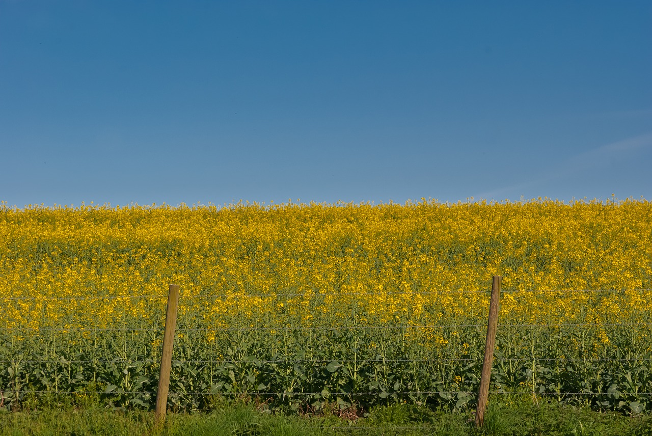 Kraštovaizdis,  Laukas,  Agro-Industry,  Pobūdį,  Dangus,  Rapsų,  Mėlynas Dangus,  Gėlės,  Spalvos,  Saulė