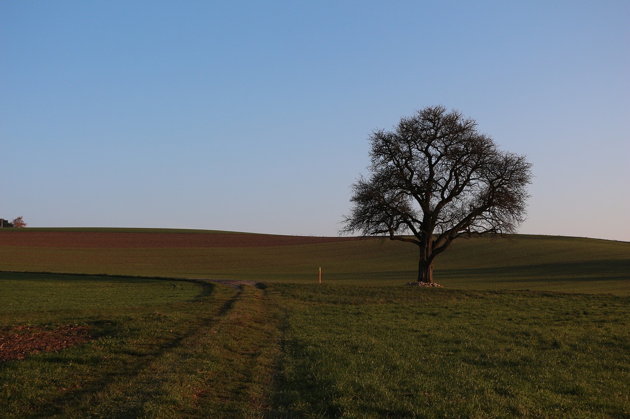 Kraštovaizdis,  Medis,  Pobūdį,  Panorama, Nemokamos Nuotraukos,  Nemokama Licenzija