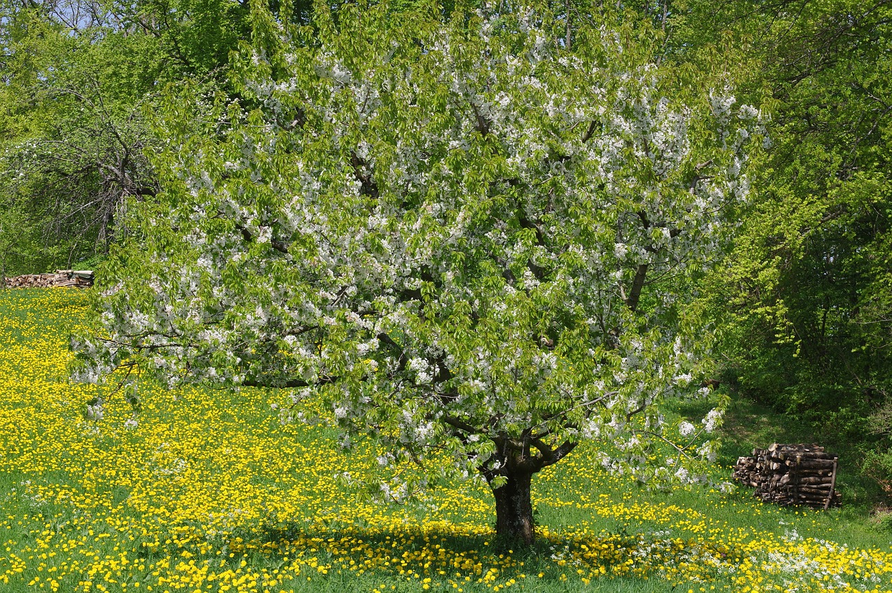 Kraštovaizdis,  Medis,  Pobūdį,  Augalų,  Sezonas,  Schönwetter,  Žolė,  Augimas,  Gėlių Cherry Blossom Kiaulpienės,  Pavasaris
