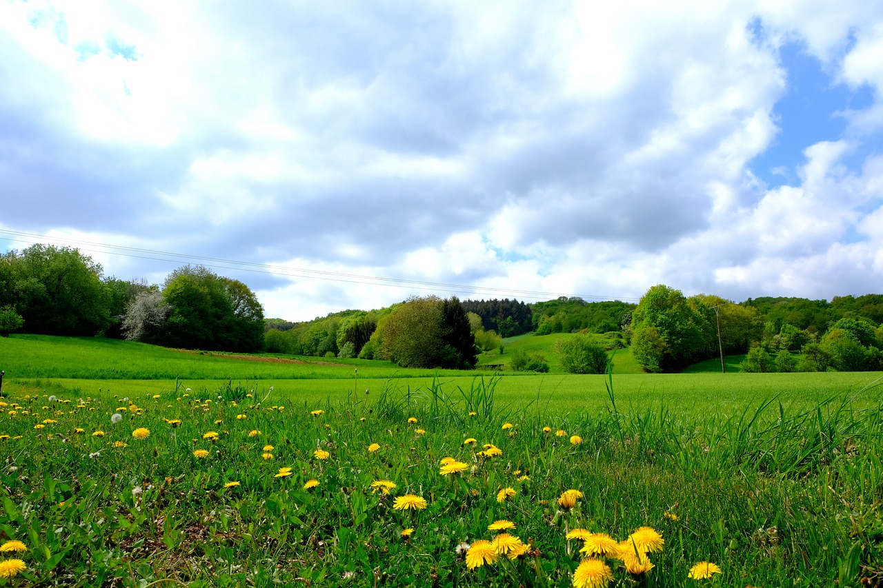 Kraštovaizdis,  Žolė,  Laukas,  Meadow,  Pobūdį,  Vasara,  Gėlė,  Dangus,  Panorama,  Žemdirbystė