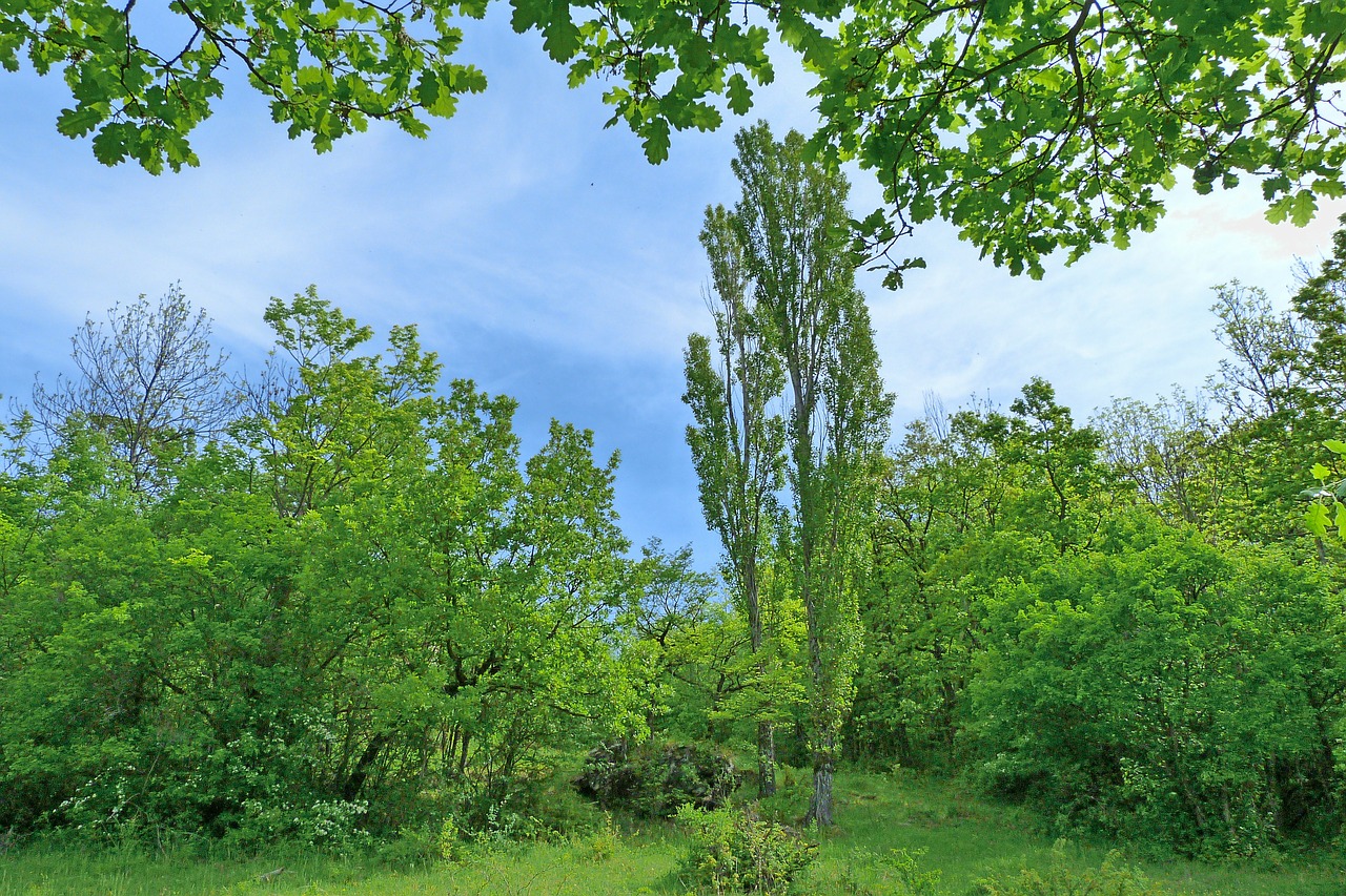 Kraštovaizdis, Medžiai, Ąžuolo, Tuopa, Pavasaris, Gamta, Žalias, Balansas, Nemokamos Nuotraukos,  Nemokama Licenzija