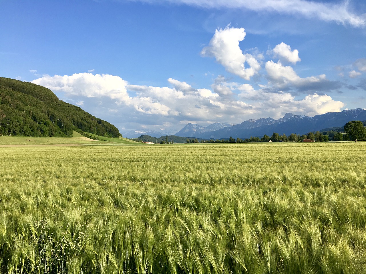 Kraštovaizdis,  Pobūdį,  Šveicarija,  Gürbetal,  Pavasaris, Nemokamos Nuotraukos,  Nemokama Licenzija