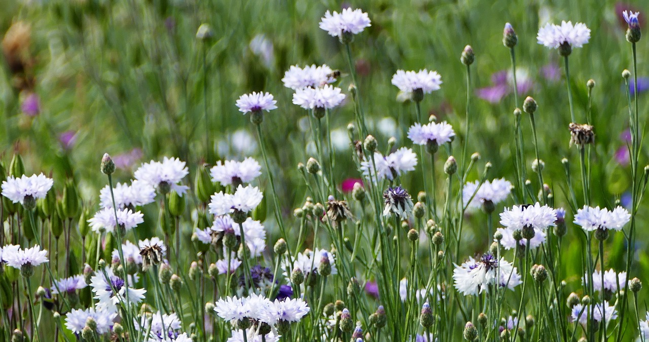 Kraštovaizdis,  Pobūdį,  Meadow,  Saulė,  Gėlės,  Baltas, Nemokamos Nuotraukos,  Nemokama Licenzija