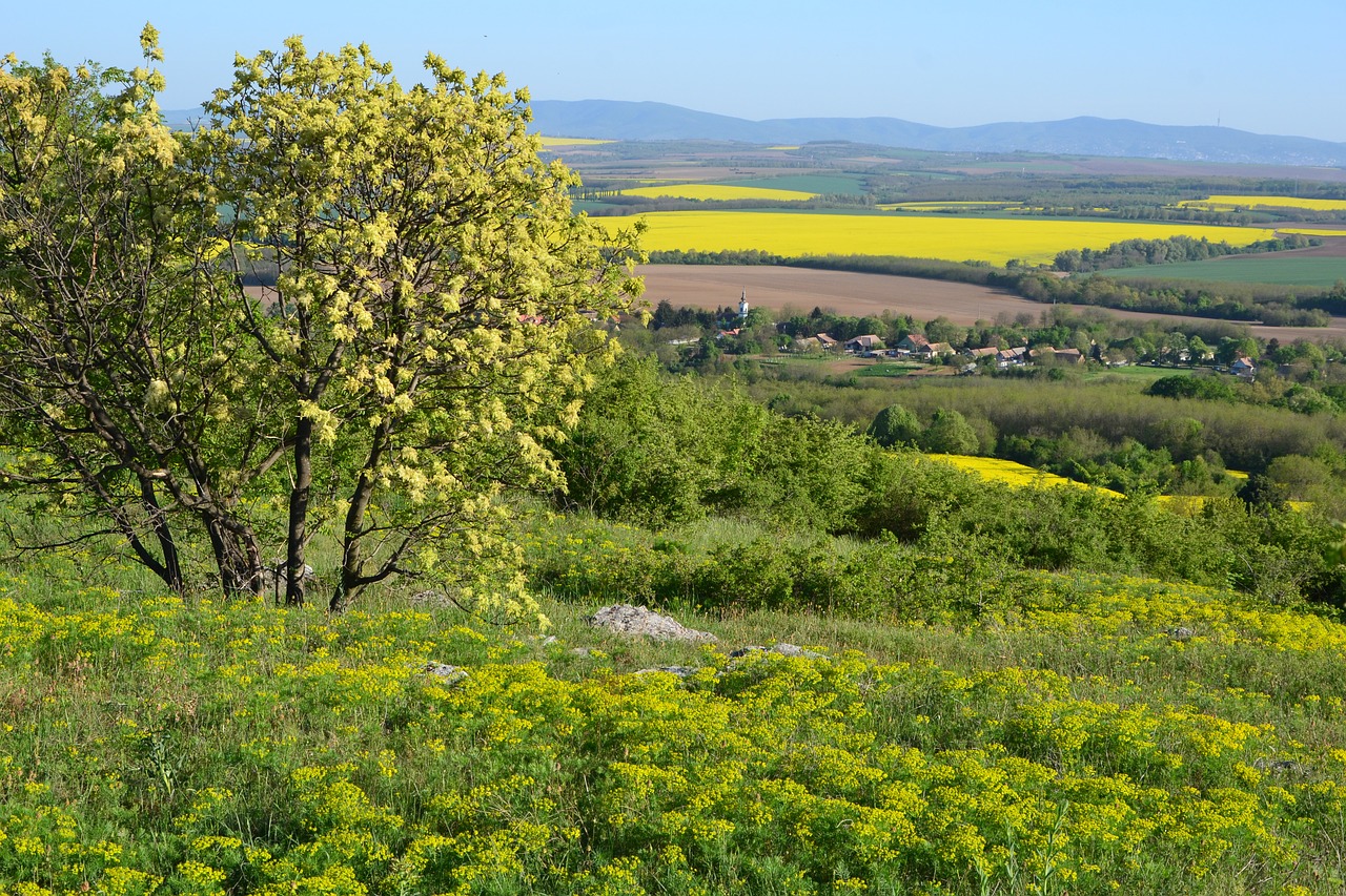 Kraštovaizdis,  Baranya,  Villány Kalvos,  Mediena,  Dangus,  Pavasaris, Nemokamos Nuotraukos,  Nemokama Licenzija