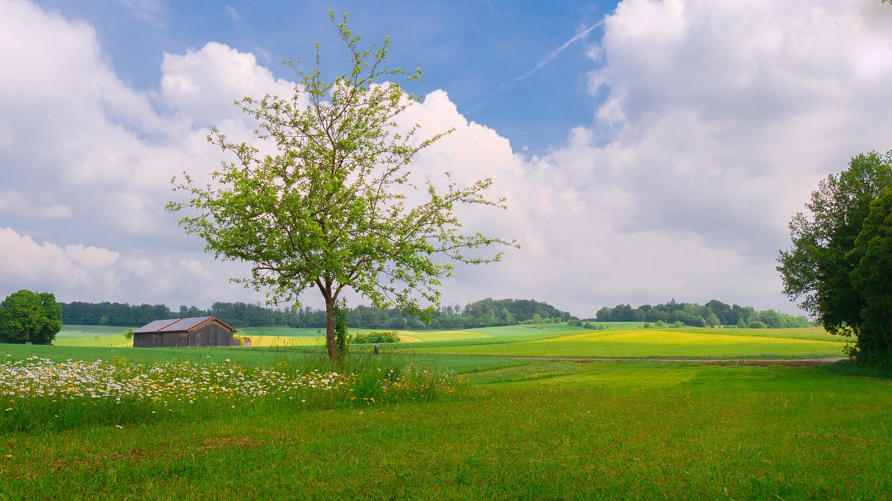 Kraštovaizdis,  Meadow,  Medžiai,  Žalias,  Vasara,  Medis, Nemokamos Nuotraukos,  Nemokama Licenzija