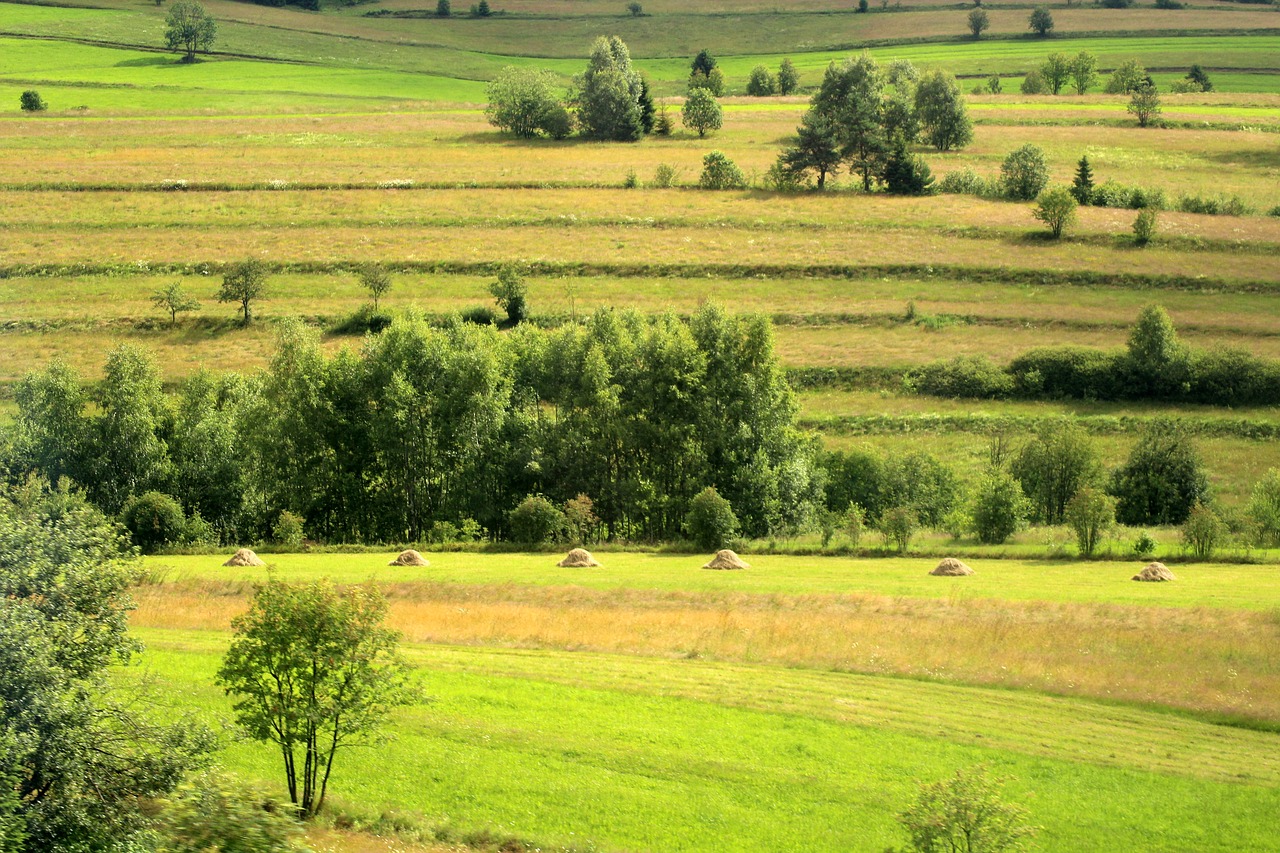 Kraštovaizdis,  Laukai,  Išsiaiškinti,  Panorama,  Vasara,  Pobūdį,  Žalias,  Peržiūrėti,  Augmenija, Nemokamos Nuotraukos