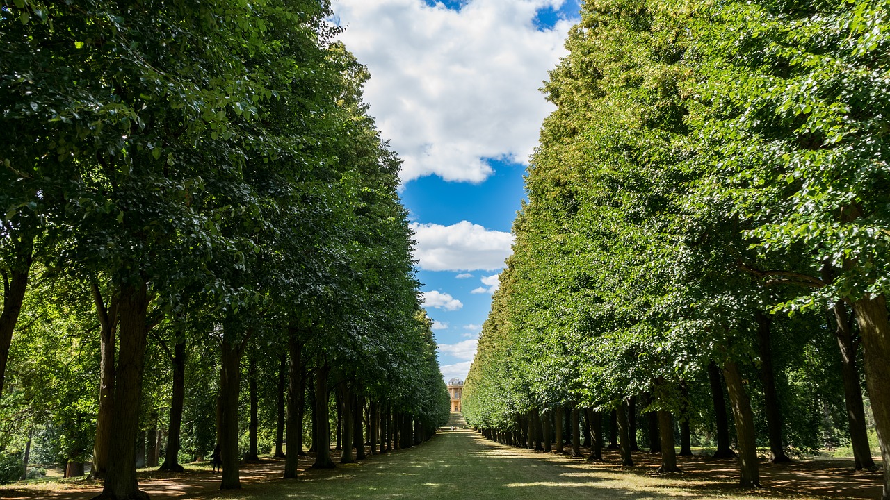 Kraštovaizdis,  Avenue,  Pobūdį,  Medžiai,  Medis Liniuotas Avenue,  Vaikščioti,  Vaizdingas,  Žalias, Nemokamos Nuotraukos,  Nemokama Licenzija