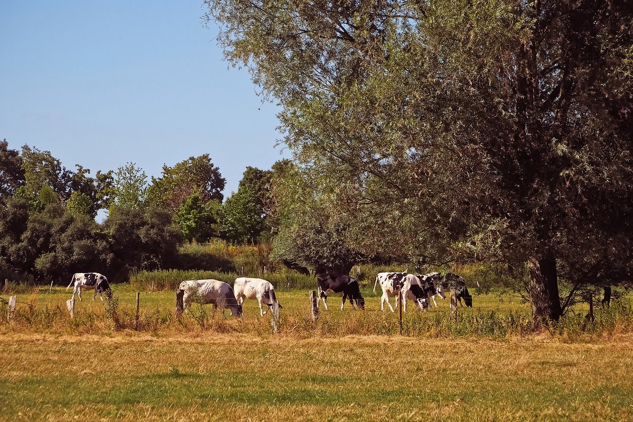 Kraštovaizdis,  Karvės,  Galvijų,  Gyvūnas,  Žolė,  Kaimo,  Ganyklos,  Žemdirbystė,  Meadow,  Pobūdį