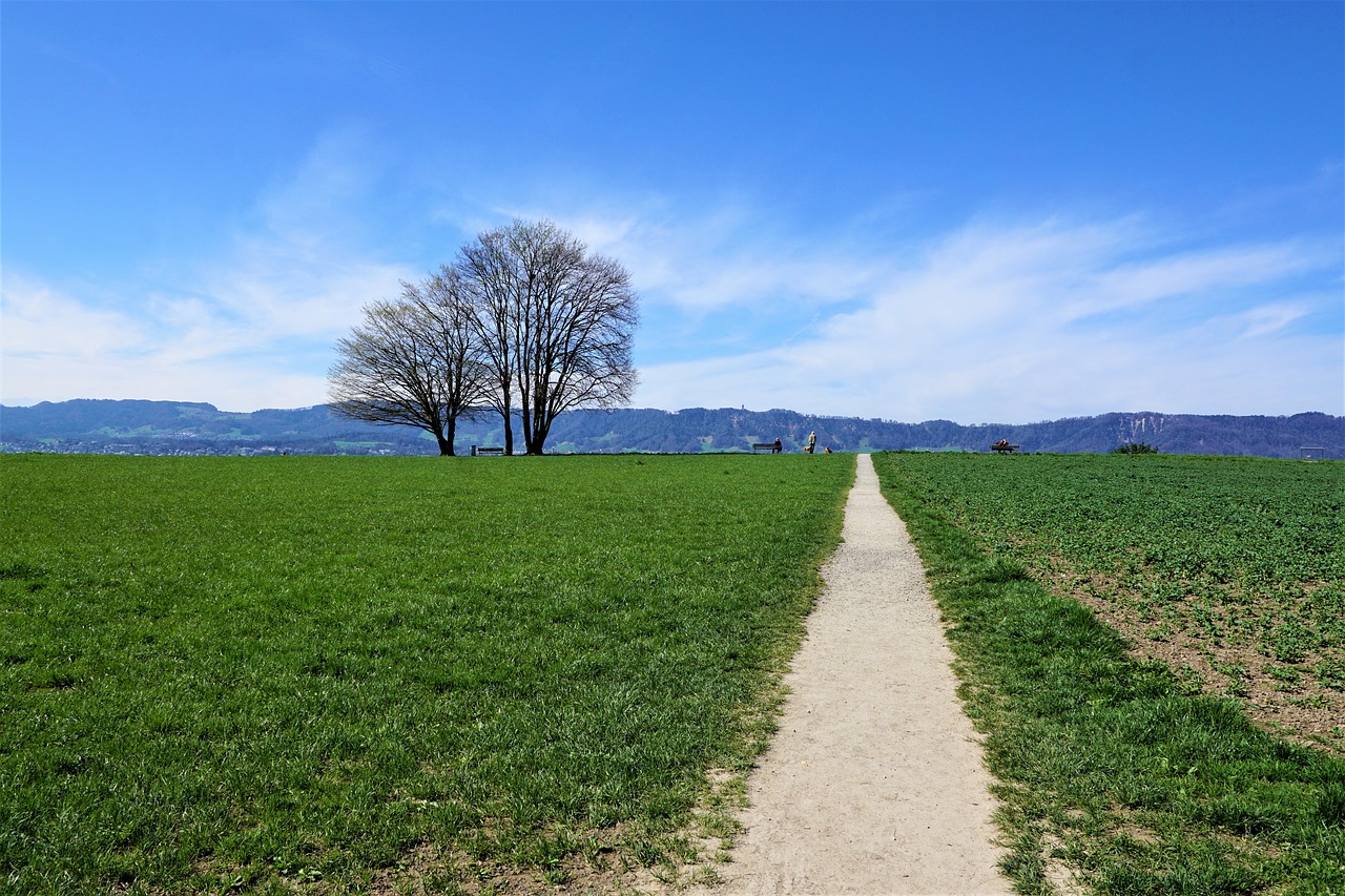 Kraštovaizdis,  Zollikon,  Ciurichas,  Šveicarija,  Kalnų,  Hill,  Alpine,  Žemdirbystė,  Alm,  Meadow