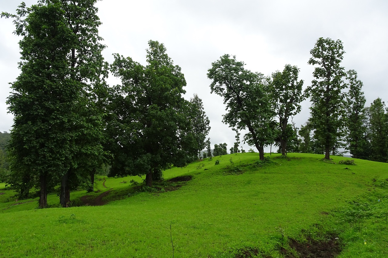 Kraštovaizdis,  Pobūdį,  Žalias,  Miškas,  Kalvos,  Lietingą,  Žolė,  Dangs,  Gujarat,  Indija