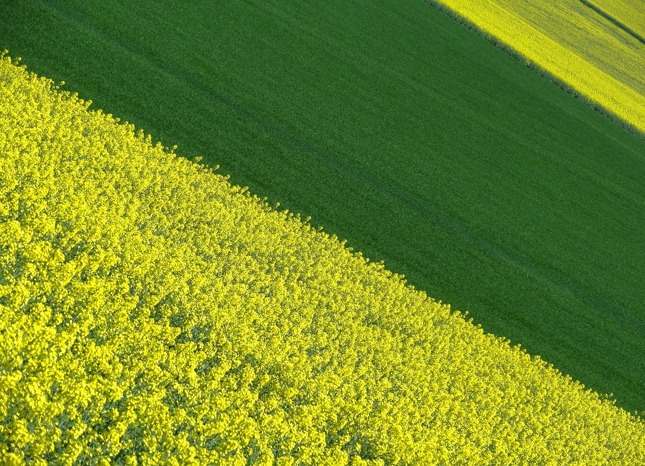 Kraštovaizdis,  Spalva,  Laukas, Nemokamos Nuotraukos,  Nemokama Licenzija