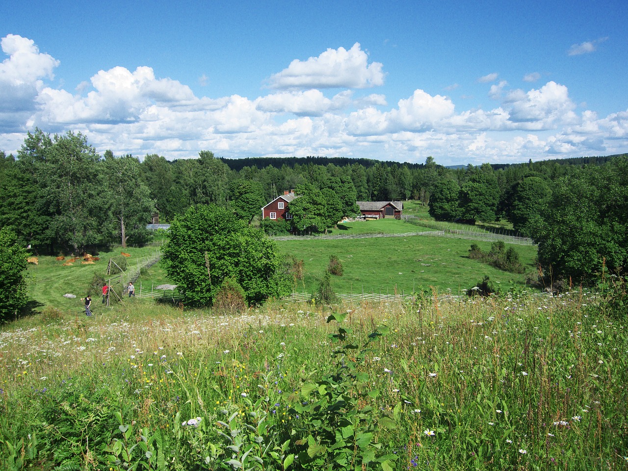 Kraštovaizdis, Ūkis, Dangus, Debesys, Laukai, Miškas, Medžiai, Žolė, Augalai, Šalis