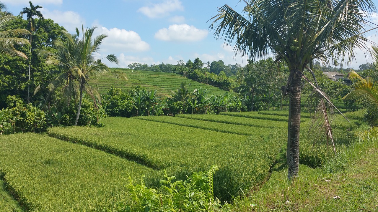 Kraštovaizdis, Bali, Svajonė, Nemokamos Nuotraukos,  Nemokama Licenzija