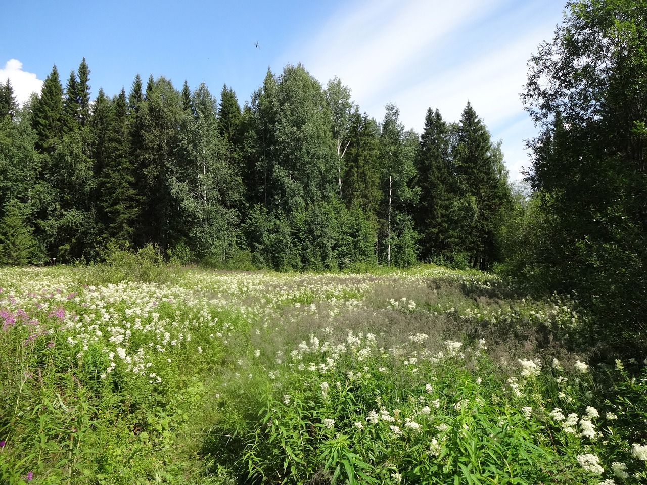 Kraštovaizdis, Prado, Gamta, Laukas, Prairie, Žolė, Pavasaris, Medis, Medžiai, Nemokamos Nuotraukos