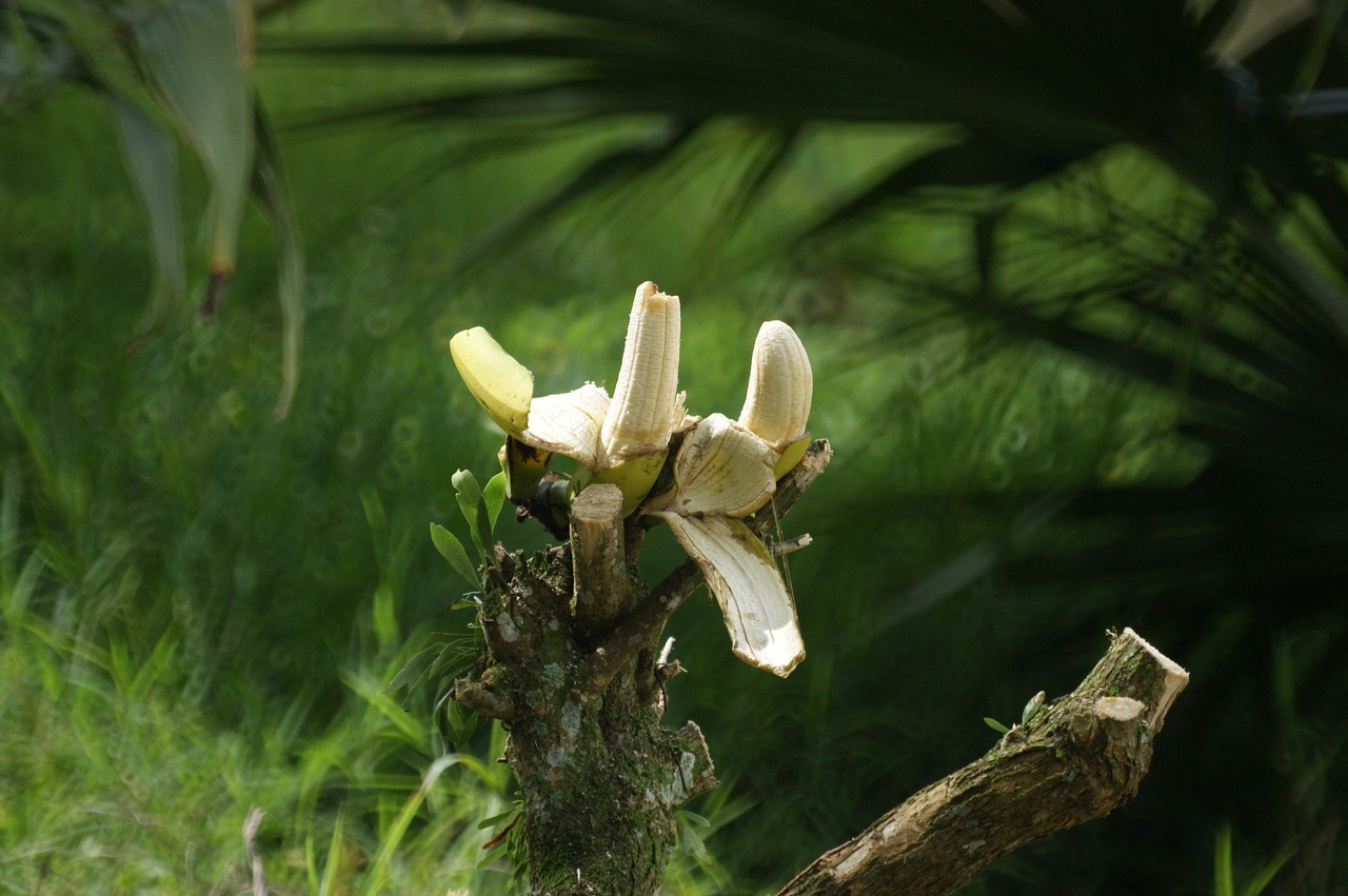 Peizažai, Fauna, Flora, Gamta, Armėnija, Quindio, Nemokamos Nuotraukos,  Nemokama Licenzija