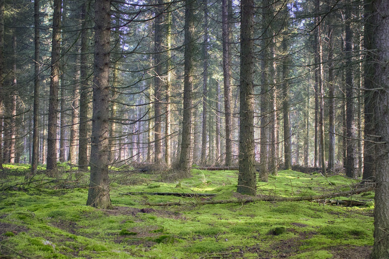 Peizažai, Pušies Mediena, Žiema, Poilsis, Žvilgsnis, Nemokamos Nuotraukos,  Nemokama Licenzija