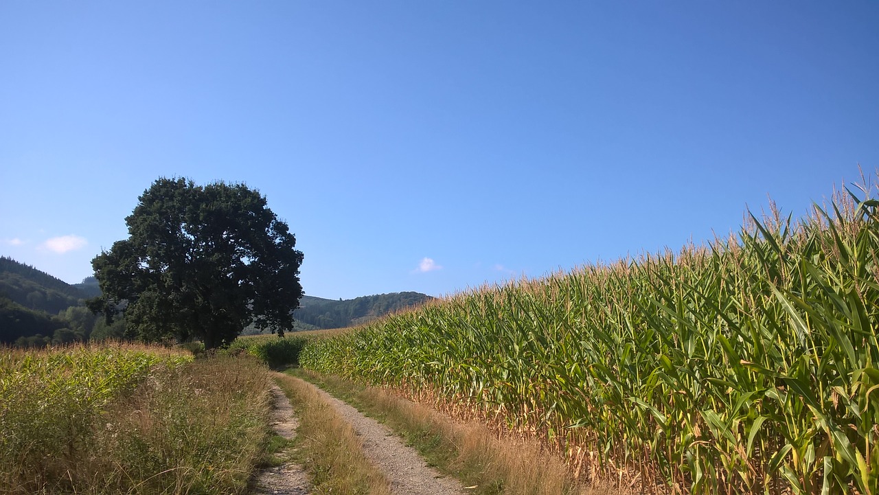 Lane,  Medis,  Kukurūzų,  Kraštovaizdis,  Toli,  Pobūdį,  Takas,  Dangus,  Vasara,  Žalias