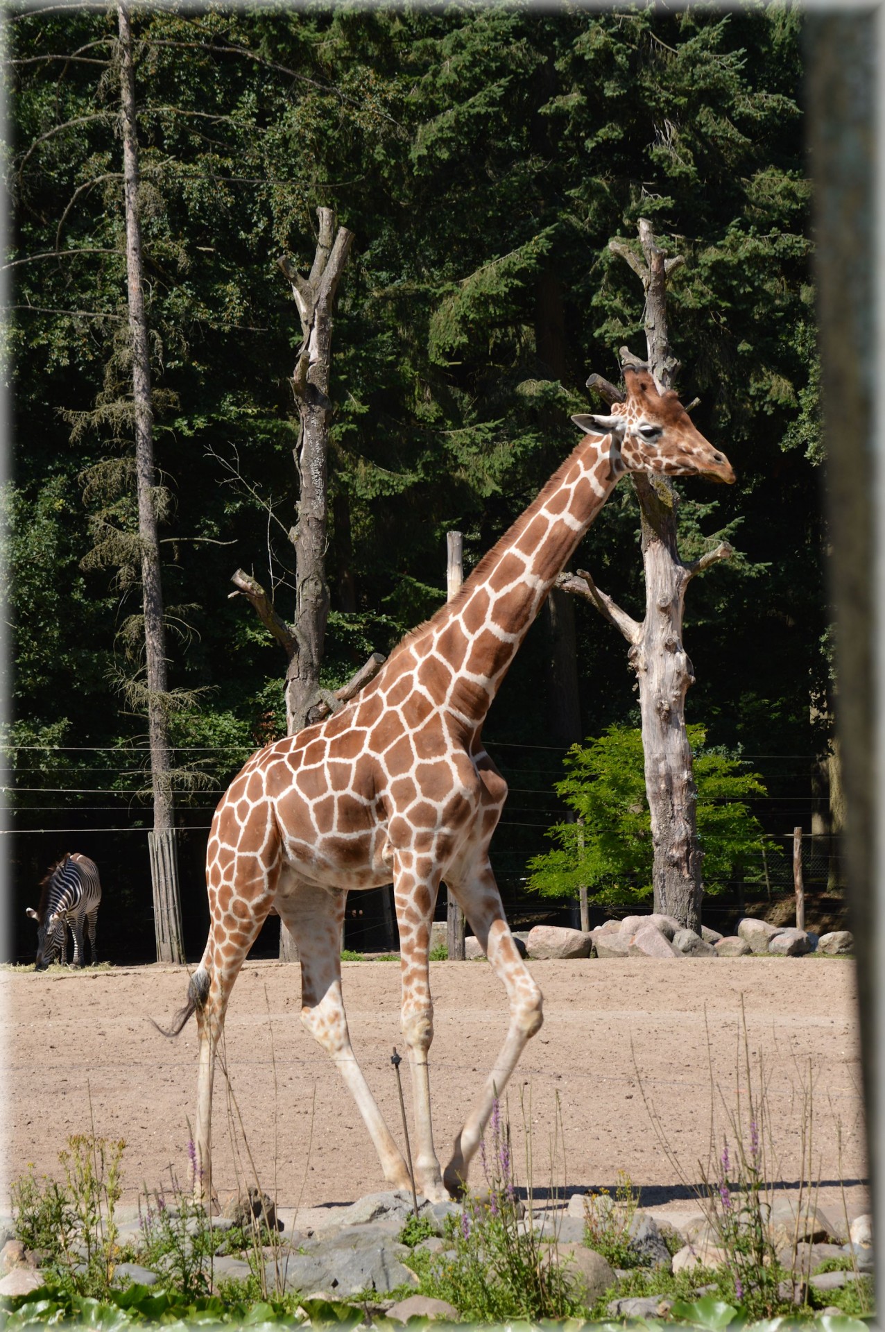 Žirafa,  Kankinti,  Žolėdžių,  Gyvūnas,  Ilga Kaklo Žirafa 5, Nemokamos Nuotraukos,  Nemokama Licenzija