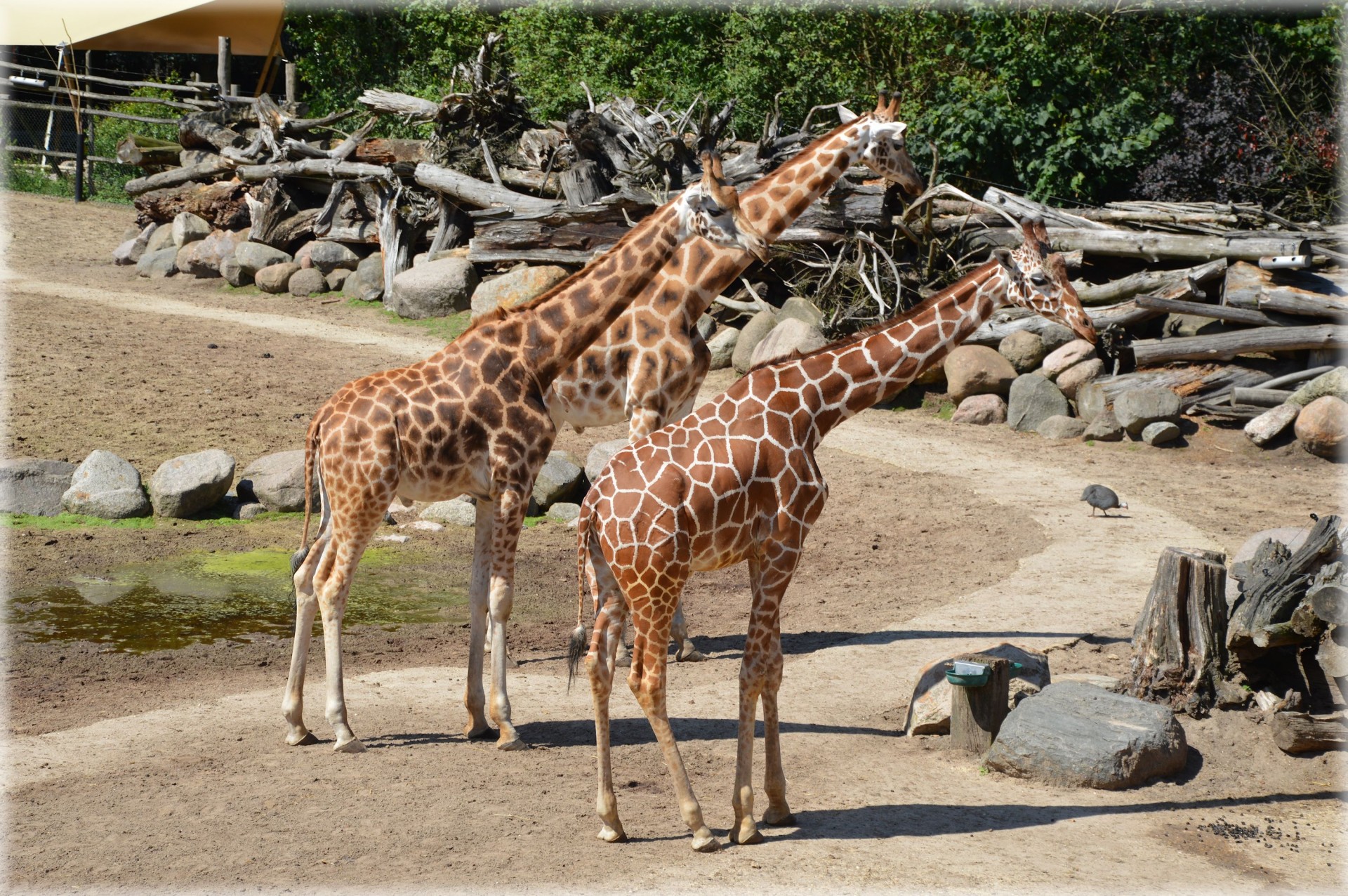 Žirafa,  Kankinti,  Žolėdžių,  Gyvūnas,  Ilga Kaklo Žirafa 1, Nemokamos Nuotraukos,  Nemokama Licenzija
