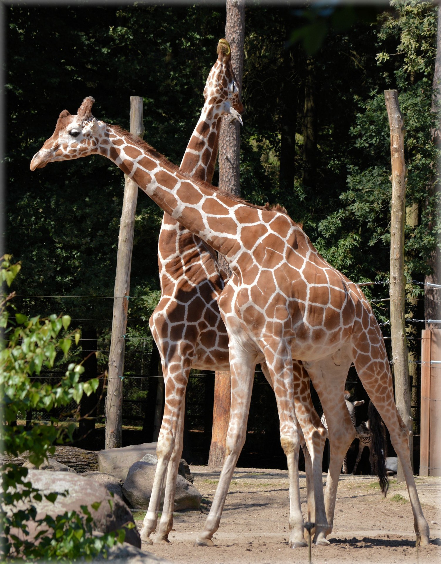 Žirafa,  Kankinti,  Žolėdžių,  Gyvūnas,  Ilga Kaklo Žirafa 3, Nemokamos Nuotraukos,  Nemokama Licenzija