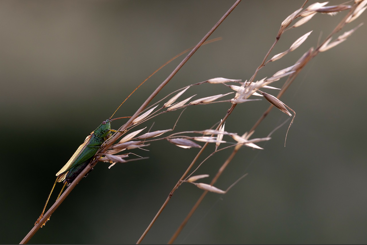 Langflüglige Kardas Kriketo, Conocephalus Fuscus, Vyrai, Žiogas, Vabzdys, Gamta, Nemokamos Nuotraukos,  Nemokama Licenzija