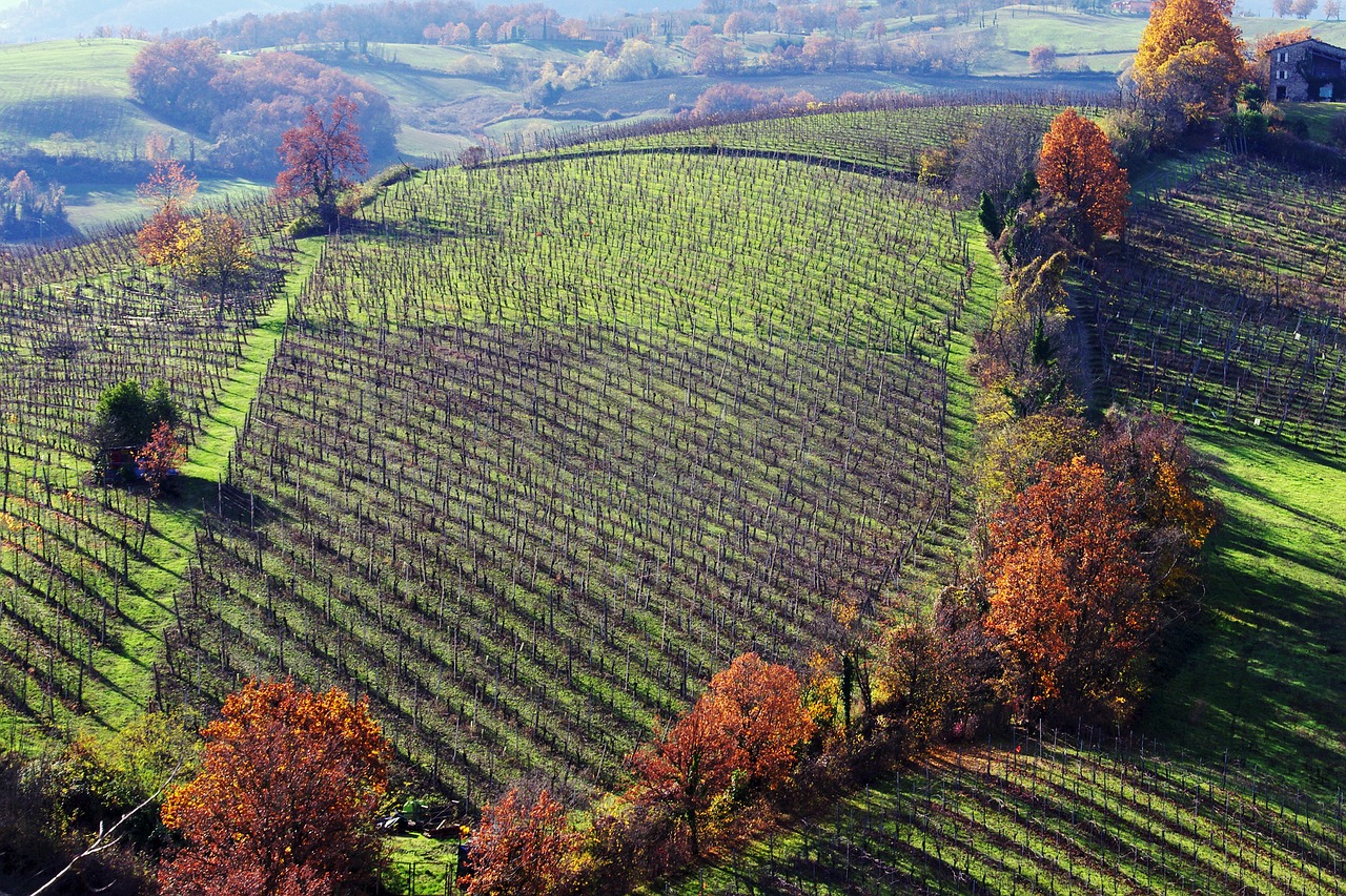 Langhirano, Parma, Emilia Romagna, Italy, Vynuogynai, Kalnai Langhirano, Parma Kalvos, Kampanija, Ruduo, Nemokamos Nuotraukos