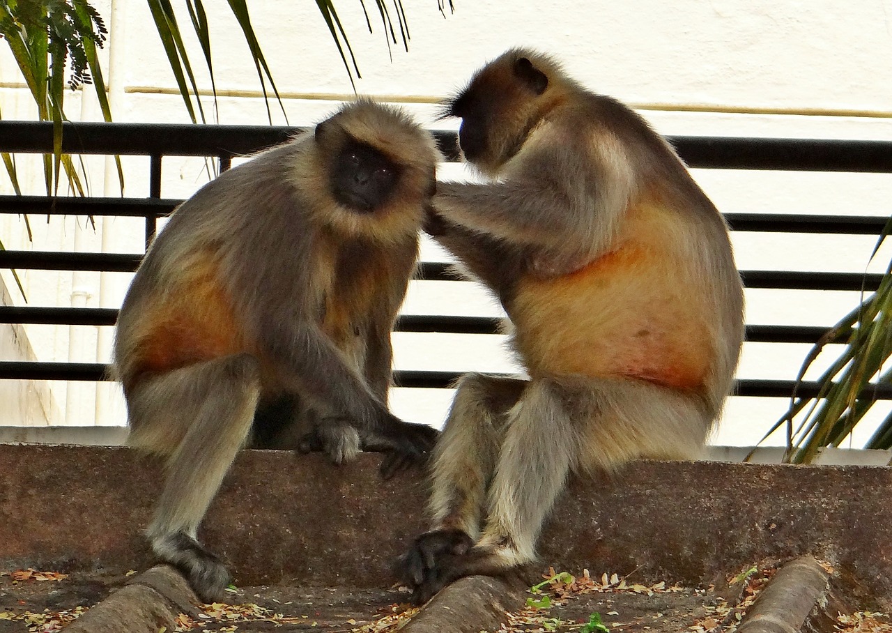 Langur, Beždžionė, Gyvūnas, Hanumanas, Karnataka, Dharwad, Indija, Laukinė Gamta, Gamta, Grooming