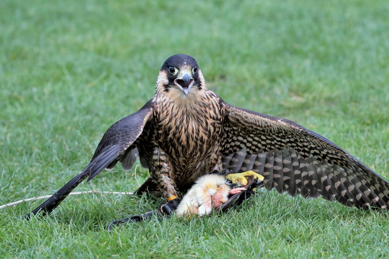 Falcon, Paukštis, Snapas, Plėšrūnas, Gamta, Raptoras, Grobis, Gyvūnas, Vanagas, Plunksna