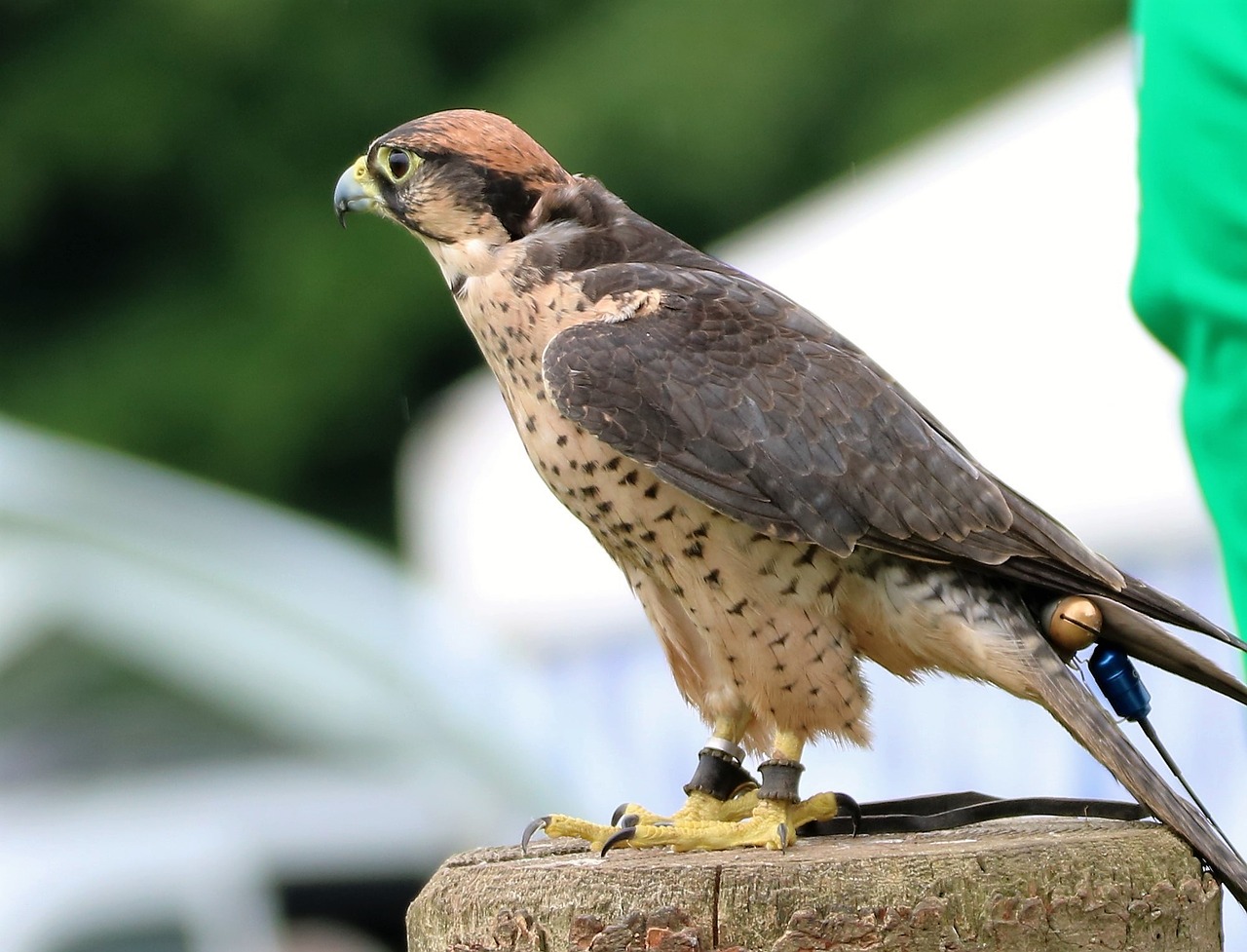 Lanner Vilnonis, Falcon, Paukštis, Lanner, Plėšrūnas, Raptoras, Grobis, Plunksna, Vanagas, Laukinė Gamta