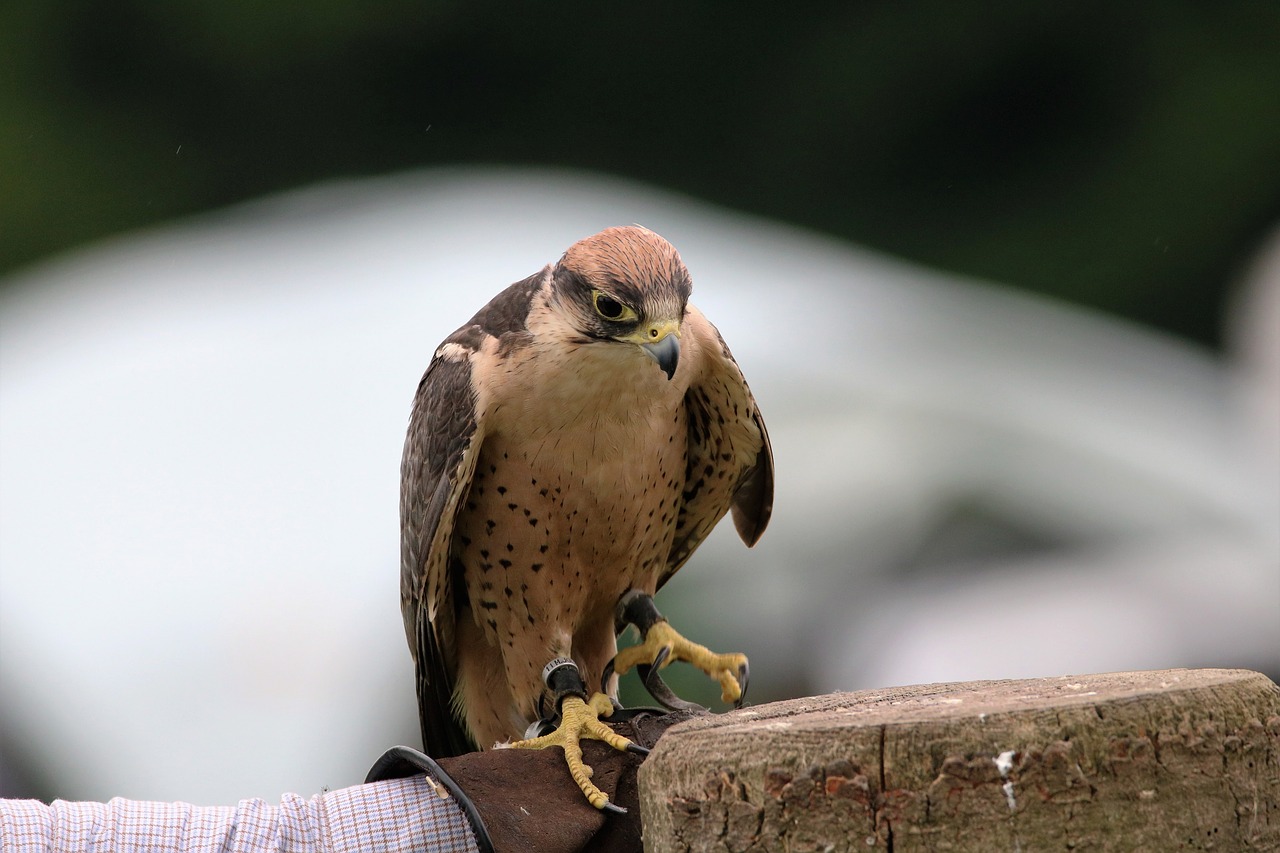 Lanner Vilnonis, Falcon, Paukštis, Lanner, Snapas, Plėšrūnas, Raptoras, Grobis, Gyvūnas, Plunksna