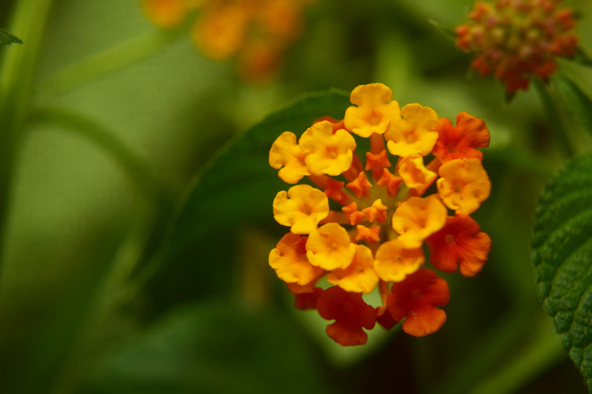 Lantana,  Gėlė,  Auksinis,  Geltona,  Gamta,  Lantana 1, Nemokamos Nuotraukos,  Nemokama Licenzija