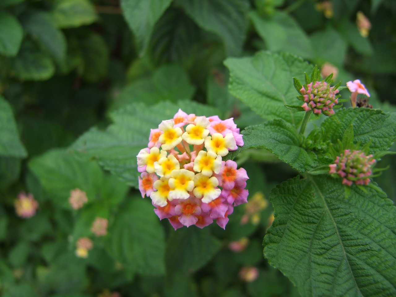 Lantana, Gėlė, Lantana Camara, Klasteris, Rožinis, Geltona, Balta, Lapai, Krūmas, Laukiniai