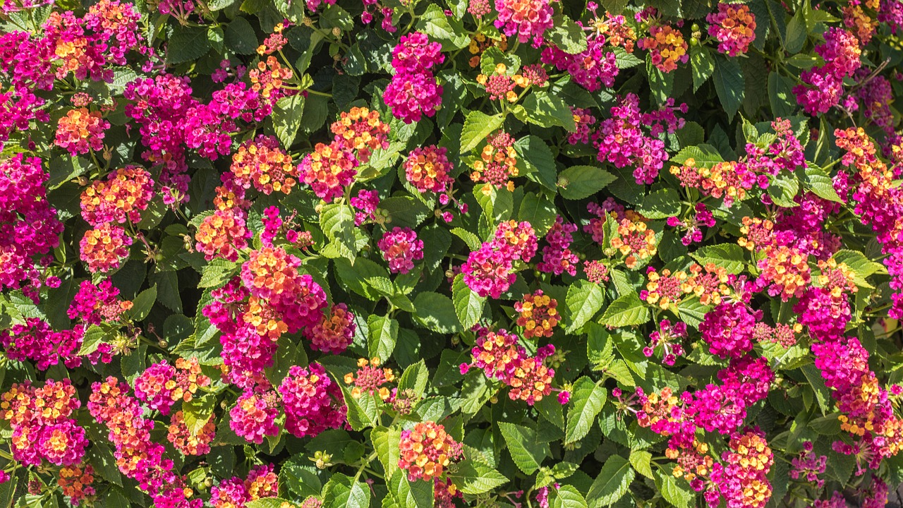 Lantana,  Rožinis,  Oranžinė,  Puokštė,  Gėlė,  Sodas,  Floros,  Pobūdį,  Vasara,  Augalų