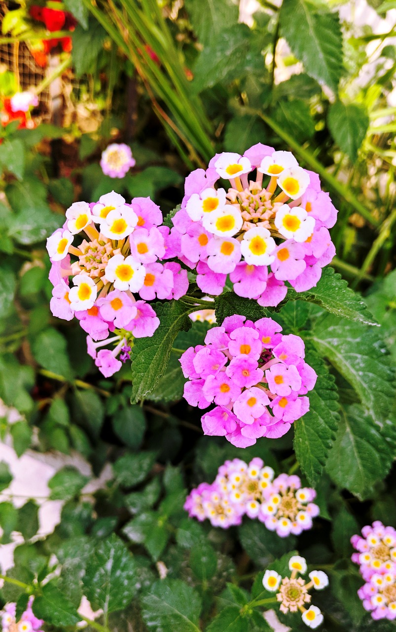 Lantana,  Camara,  Pobūdį,  Nepale,  Grožio,  Žydi,  Žiedas,  Augalų,  Gėlės,  Gėlių