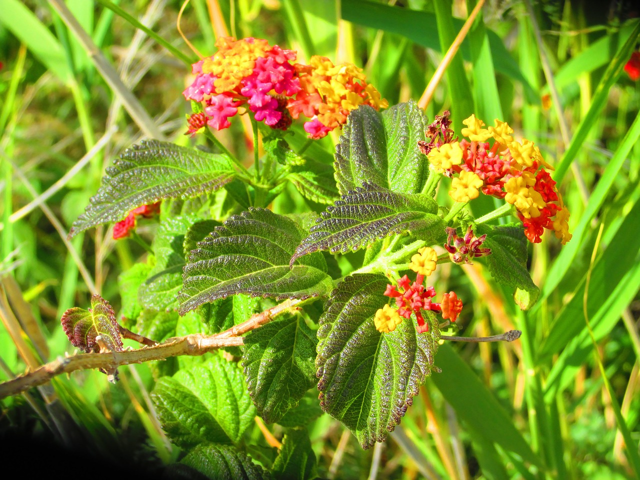 Lantana, Gėlės, Žolės, Gamta, Nemokamos Nuotraukos,  Nemokama Licenzija