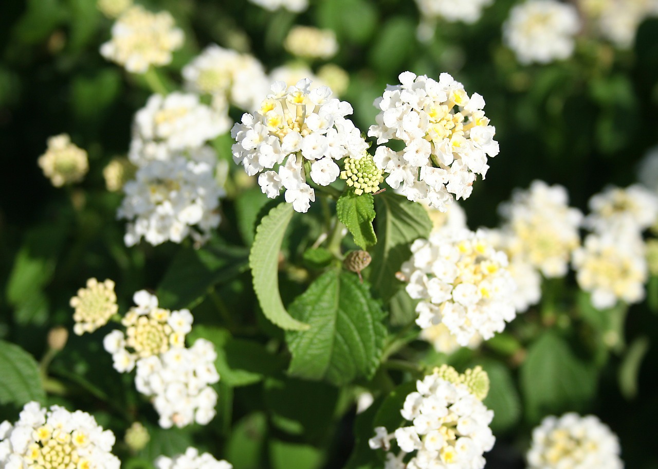 Lantana, Dekoratyvinis Augalas, Balta, Gėlė, Gėlių, Verbena, Augalas, Sodas, Nemokamos Nuotraukos,  Nemokama Licenzija