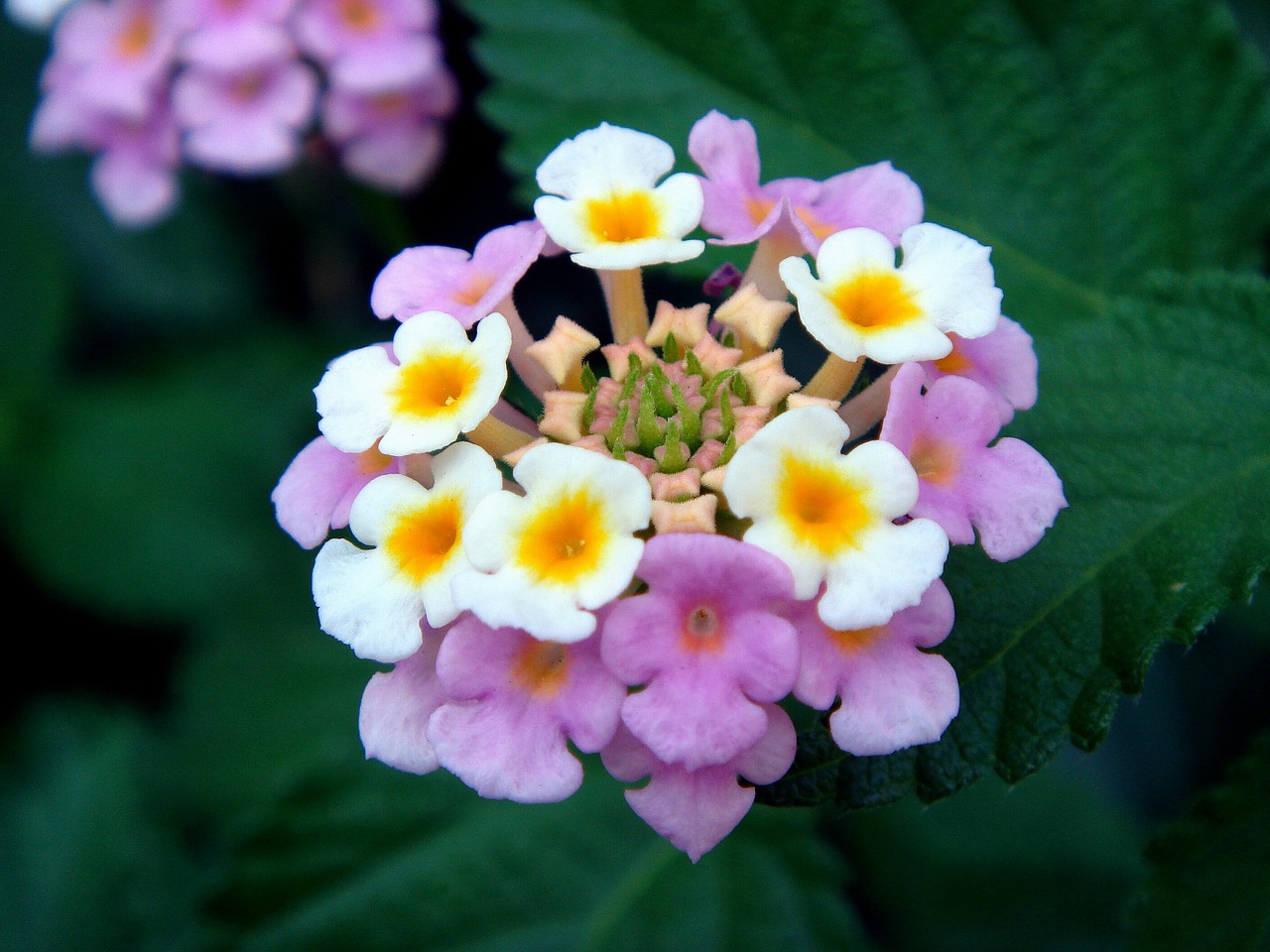 Lantana, Didelis Grybas, Gėlės, Laukinis Šalavijas, Raudonasis Šalavijas, Baltasis Šalavijas, Česnakai, Spalvoti, Raudona, Geltona