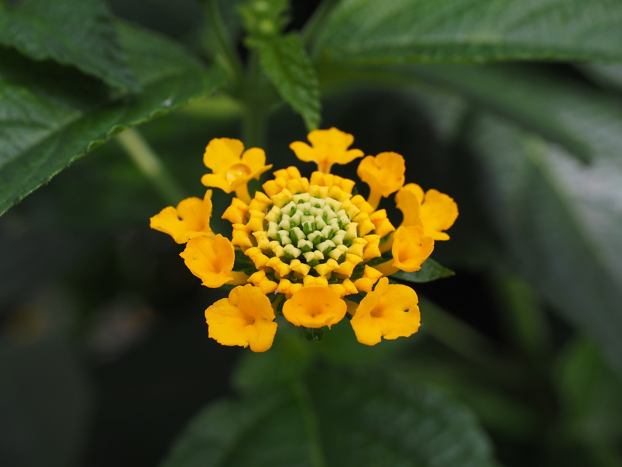 Lantana, Lantana Camara Veislė, Lantana Camara, Dekoratyvinis Augalas, Geltona, Gėlė, Žiedas, Žydėti, Verbena Greenhouse, Verbenaceae