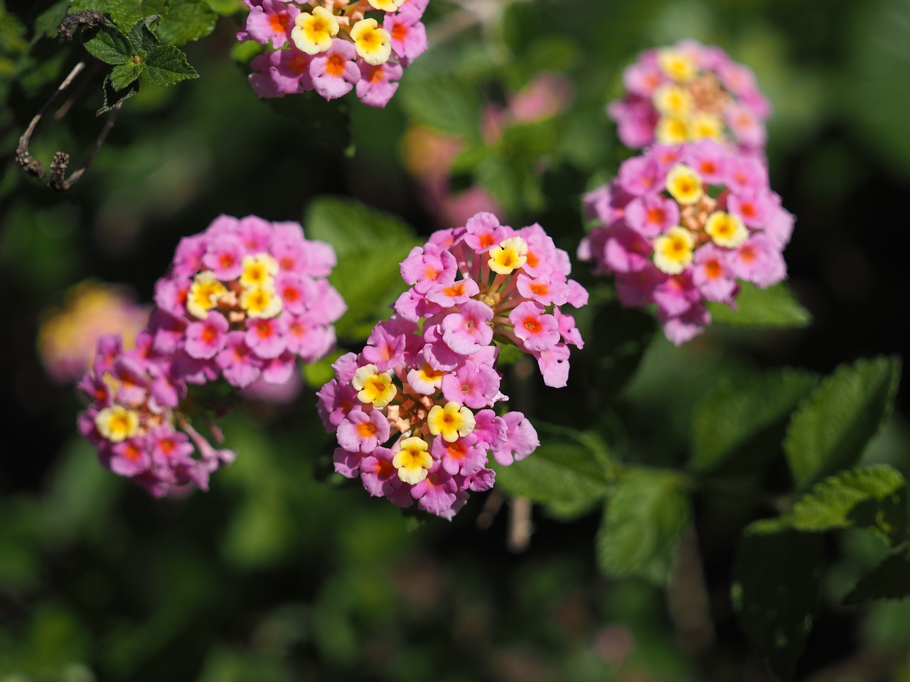 Lantana, Augalas, Gėlės, Verbenaceae, Natūralus, Nemokamos Nuotraukos,  Nemokama Licenzija