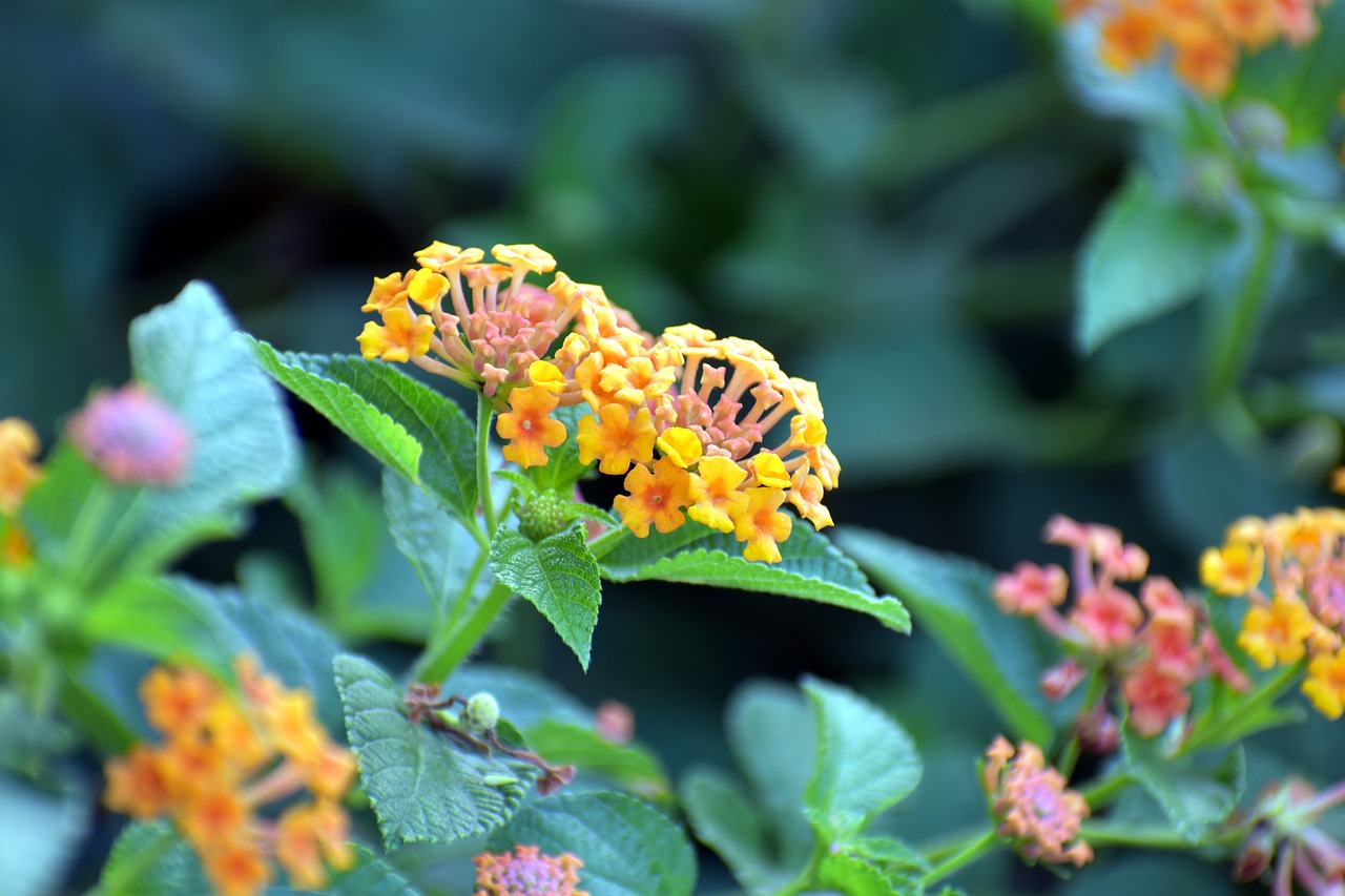 Lantana Camara, Gvazdikėliai, Česnakai, Nemokamos Nuotraukos,  Nemokama Licenzija