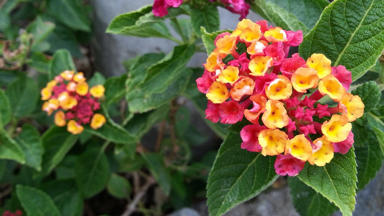 Lantana Camara Mutabilis, Rožinės Ir Geltonos Gėlės, Žydi, Žiedlapiai, Flora, Augalas, Rožinė Ir Geltona Gėlė, Gamta, Žalias, Botanika