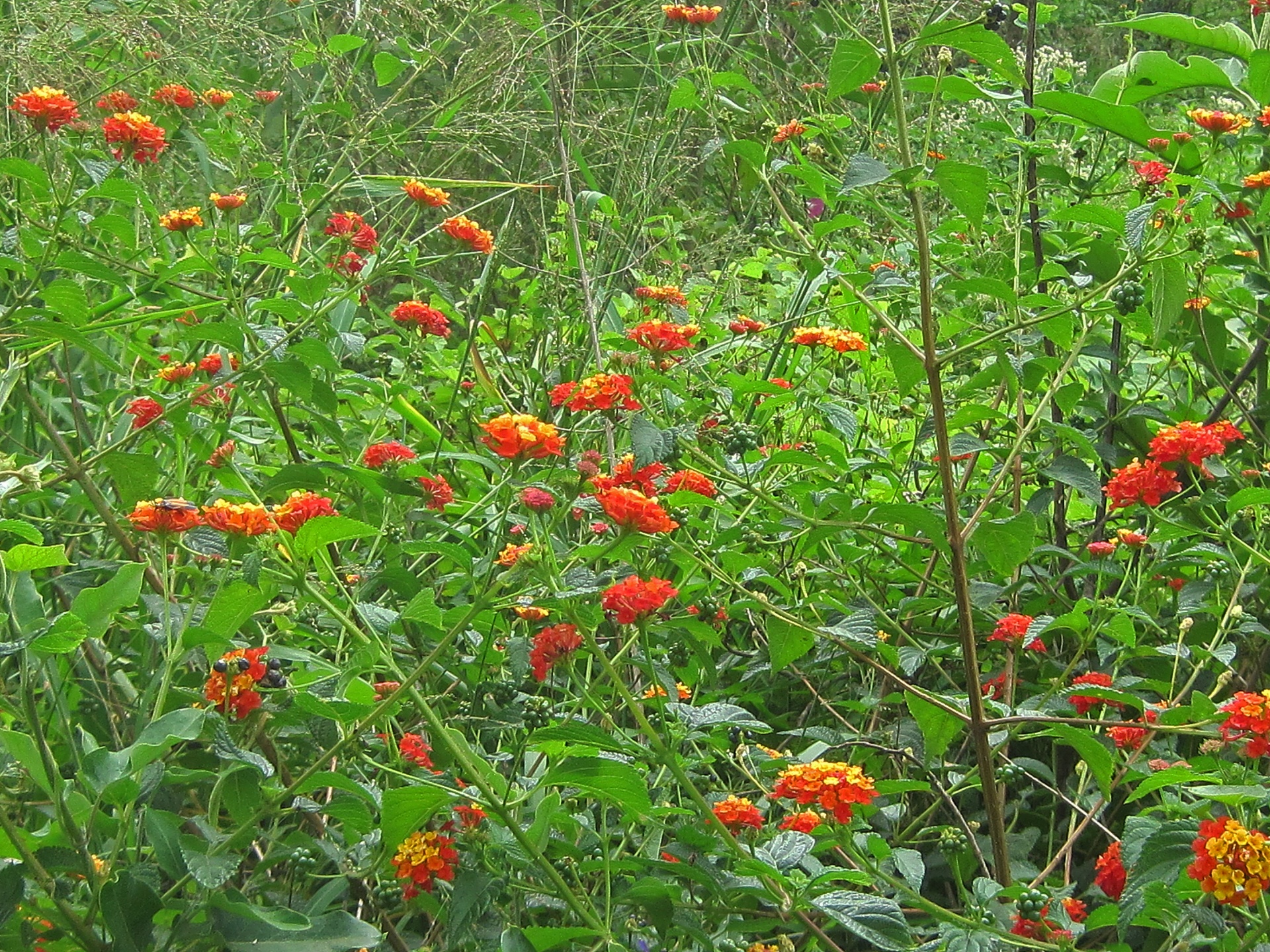 Krūmas,  Piktžolių,  Gėlės,  Oranžinė,  Raudona,  Lantana,  Kenksmingas,  Gamta,  Žieduoja Lantano Krūmai, Nemokamos Nuotraukos