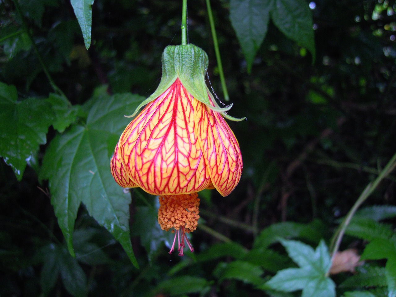 Žibinto Hibiscus, Žibinto Gėlė, Pavasaris, Keturios Žvėrys Kalvos, Taipei, Nemokamos Nuotraukos,  Nemokama Licenzija