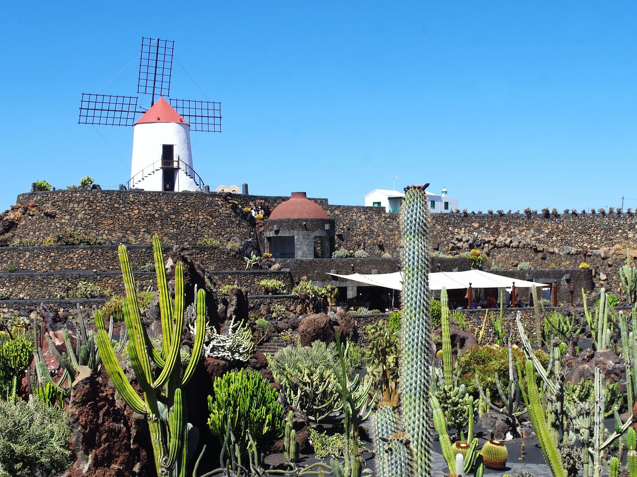 Lanzarote, Kaktusas Sodas, Malūnas, Sienos, Prieskoniai, Gamta, Sodas, Botanika, Egzotiškas, Augalas