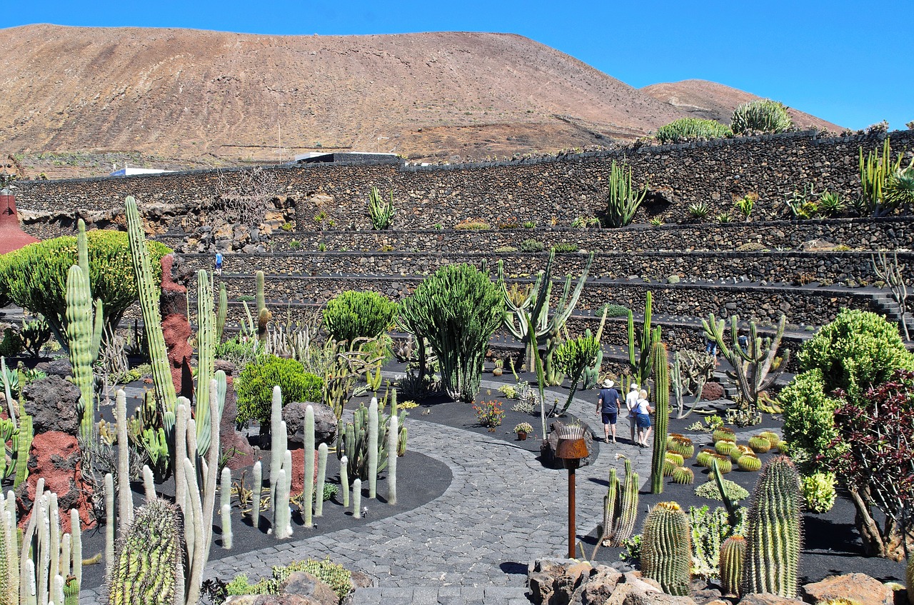 Lanzarote, Kaktusas Sodas, Vulkanas, Sienos, Prieskoniai, Gamta, Sodas, Botanika, Egzotiškas, Augalas