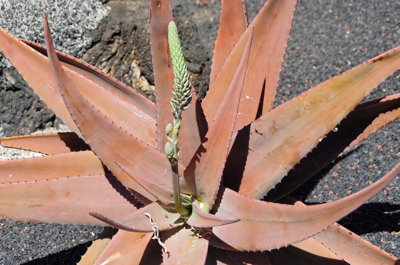 Lanzarote, Aloe, Alijošius, Erškėčių, Karpiai, Oranžinė, Kanarika, Augalas, Botanika, Žydėjimas