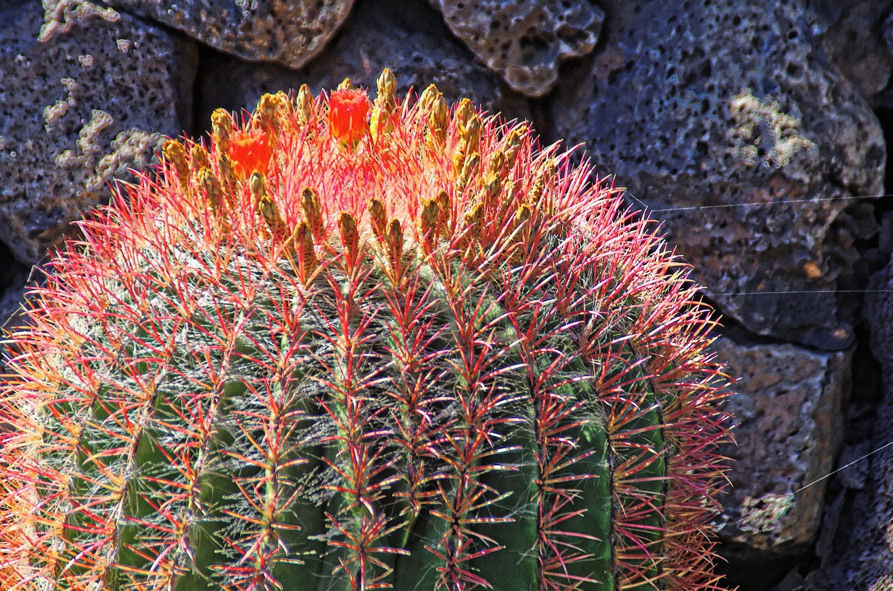 Lanzarote, Kaktusas, Gėlė, Oranžinė, Raudona, Erškėčių, Karpiai, Kanarika, Augalas, Botanika