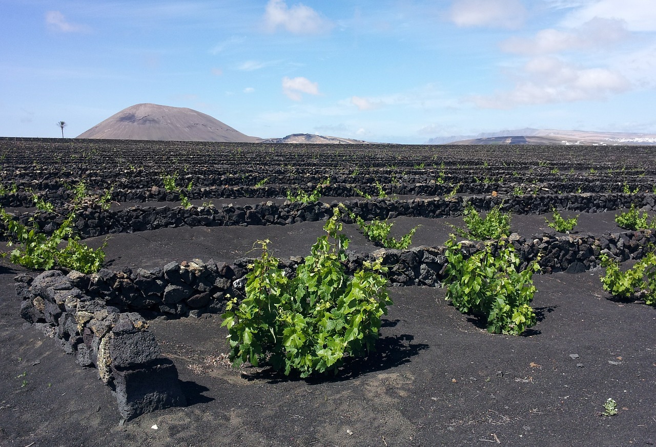 Lanzarote, Vynuogynas, Siena, Vynuogių Auginimas, Vynuogių, Rebstock, Nemokamos Nuotraukos,  Nemokama Licenzija