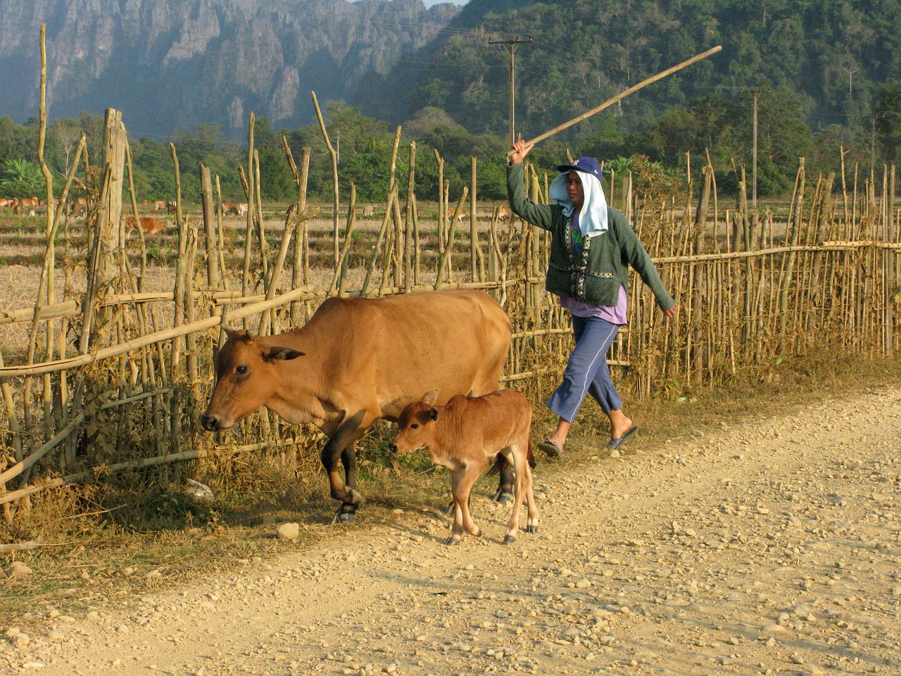 Laosas, Vang Vieng, Gyvūnai, Gyvūnas, Karvė, Veršelis, Ganykla, Laukas, Lauko Kelias, Kraštovaizdis