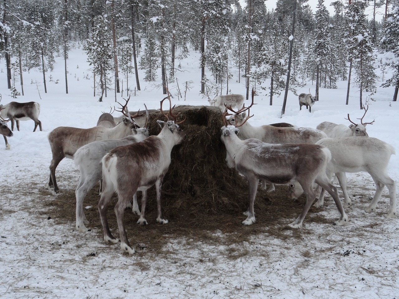 Laplandas, Gyvūnų Pašaras, Šiaurės Elnių Ūkis, Gyvūnai, Nemokamos Nuotraukos,  Nemokama Licenzija